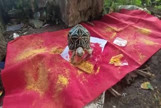 Tortoise of star variety kept for Aghori Puja