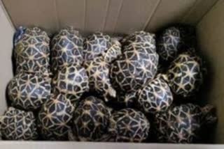 Star Tortoises