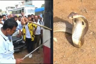 Cobra spotted in KSRTC bus  Cobra spotted in KSRTC bus at Chikkaballapur  Snake found in moving bus  passenger panic over Snake found in Bus  ನಾಗರಹಾವು ಕಂಡು ಎದ್ದುಬಿದ್ದು ಓಡಿ ಹೋದ ಬಸ್​ ಪ್ರಯಾಣಿಕರು  ಬಸ್​ ಇಂಜಿನ್ ಮೇಲಿದ್ದ ಬ್ಯಾನೆಟ್​ನಲ್ಲಿ ಹಾವು  ನಾಗರಹಾವನ್ನು ರಕ್ಷಿಸುವ ಕಾರ್ಯ  ಚಲಿಸುತ್ತಿದ್ದ ಬಸ್​ನಲ್ಲಿ ಕಂಡ ನಾಗರಹಾವು