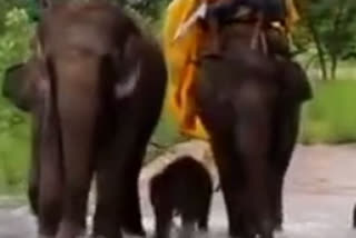 Baby elephant at Panna tiger reserve