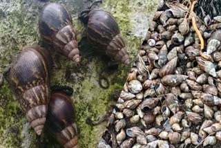 AFRICAN SNAIL  KANNUR  KANNAPURAM  CHERUKUNNU  കണ്ണപുരത്ത്  ആഫ്രിക്കൻ ഒച്ച്  നാട്ടുകാർ ആശങ്കയിൽ  ചെറുകുന്ന്  കണ്ണപുരം  കണ്ണൂർ  വ്യാപനം രൂക്ഷം