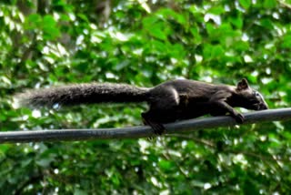 Black squirrel in Sagwara