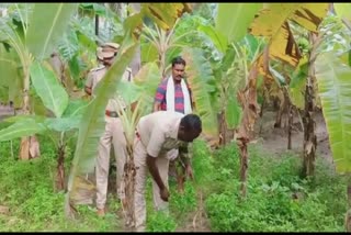 வாழைத்தோட்டத்தில் பயிரிடப்பட்டிருந்த கஞ்சா செடிகள் பறிமுதல்