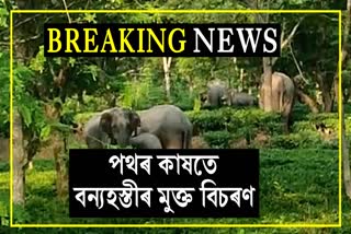 Wild elephant terror at Kaliabor