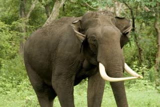 elephants terror ramnagar