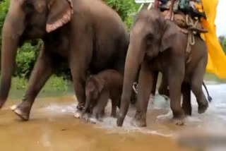 Panna Tiger Reserve  Baby elephant gets training in survival skills  Baby elephant  ആനക്കുട്ടിക്ക് പരിശീലനം  ആനക്കുട്ടി  ആനക്കുട്ടി ദൃശ്യങ്ങൾ  ആനക്കുട്ടിക്ക് പരിശീലനം വനപാലകർ  പന്ന ടൈഗർ റിസർവ്  പുഴയ്‌ കുറുകെ നടന്ന് ആനക്കുട്ടി  സുരക്ഷ ഒരുക്കി ആനക്കൂട്ടം