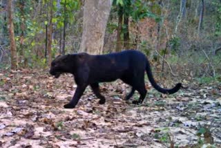 Pench Tiger Reserve Black Panther
