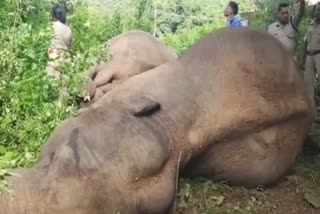 RCCF and SE investigate for elephant death incident