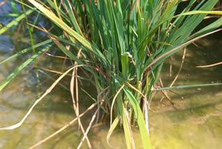 Southern Rice Streaked Dwarf Virus causes stunting of paddy plants across Punjab