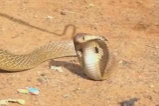 COBRA SPOTTED IN KSRTC BUS AT CHIKKABALLAPUR OF KARNATAKA