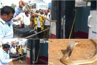 COBRA SPOTTED IN KSRTC BUS AT CHIKKABALLAPUR  കെഎസ്ആർടിസി ബസിൽ പരിഭ്രാന്തി പരത്തി മൂർഖൻ പാമ്പ്  ബസിൽ കയറി മൂർഖൻ പാമ്പ്  കർണാടക എസ്ആർടിസിയിൽ കയറിയ മൂർഖൻ പാമ്പ്  COBRA IN KSRTC BUS