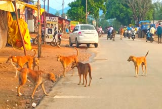 Terror of dogs in Bijapur district