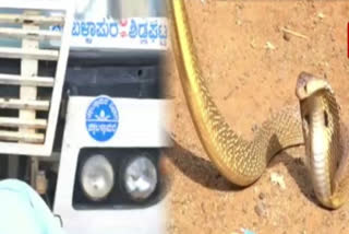 Cobra spotted in KRTC bus in Chikkaballapur