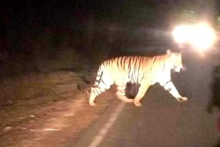 Captured picture of tiger crossing the road