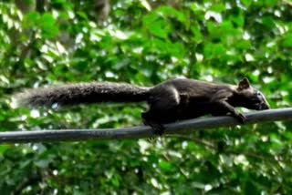 Black squirrel in Rajasthan, black squirrel in india