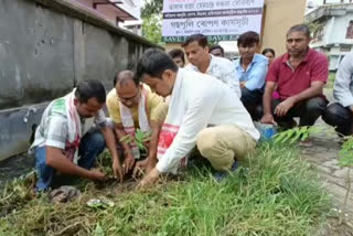 plantation in tinchukia