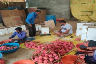 Indore Farming