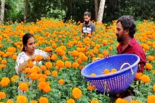 അംജിത്ത്  ചെണ്ടുമല്ലി  പൂക്കാലം വരവായി  നെന്മിനി സ്വദേശി  ഗുരുവായൂർ  തൈക്കാട്  തൃശൂർ  marigold farming  guruvayoor  thrissur  young farmer