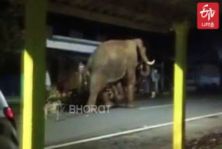 Bargur elephant rode raid  Panic caused by elephant entering in midnight  Elephant entering in midnight Bargur near Erode  Erode Forest Dept  ஈரோடு அருகே நள்ளிரவில் ஊருக்குள் நுழைந்த யானை  அந்தியூர் அருகே பர்கூர் மலைக்கிராமம்  கிராமத்தில் நுழைந்த யானை  ஒற்றை காட்டுயானையால் பீதி  ஈரோடு வனத்துறை