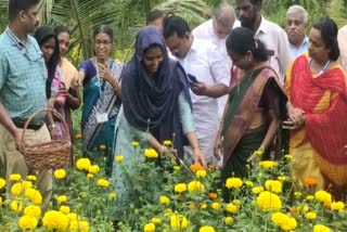 Marigold flower  harvesting  marigold farming  kuttipuram  malappuram  കുറ്റിപ്പുറം പഞ്ചായത്ത്  ചെണ്ടുമല്ലി  മലപ്പുറം  ഓണം  പൂക്കളം
