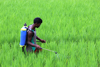 Due to lack of rain farmers facing problems in Paddy Cultivation