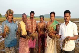 Compensation to farmers affected by floods in cuttack