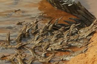 salt water crocodiles  hatching of salt water crocodiles  bhitarkanika national park crocodiles hatching  odisha crocodiles hatching  മുതലക്കുഞ്ഞുങ്ങള്‍ വിരിഞ്ഞു  ഒഡിഷ വന്യജീവി സങ്കേതം മുതലക്കുഞ്ഞുങ്ങള്‍  ഭിത്തർകണിക ദേശീയോദ്യാനം മുതലക്കുഞ്ഞുങ്ങള്‍  മുതലക്കുഞ്ഞുങ്ങള്‍