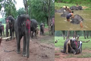 Elephant Service in Umaria