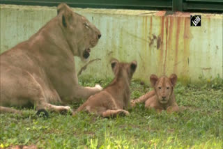 cubs  Sihan Vasudha  Surat Zoo Visuals  സൂറത്ത് മൃഗശാലയില്‍ നിന്നുള്ള കാഴ്‌ച  സൂറത്ത്  സിഹാന്‍ വസുധ