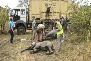 Zimbabwe moves 2500 wild animals  two thousand five hundred wild animals  Zimbabwe moves wild animals due to climate change  climate change in Zimbabwe  climate change in african forest  latest news in Zimbabwe  latest news abour wild life  കൊടും വരള്‍ച്ച  drought on zimbabwe  പ്രൊജക്‌ട് റിവൈല്‍ഡ് സാംബേസി  ആഫ്രിക്കന്‍ വനപാലകര്‍  സിംബാബ്‌വെയിലെ സേവ് വാലി  സേവ് വാലി കൺസർവെൻസി  കാലാവസ്ഥ വ്യതിയാനം  സാപ്പി റിസര്‍വ്  വരള്‍ച്ച ഒരു വെല്ലുവിളിയാണ്  സാംബെസി നദി  സിംബാബ്‌വെ ഏറ്റവും പുതിയ വാര്‍ത്ത  സിംബാബ്‌വെ വന്യജീവി ഇന്നത്തെ വാര്‍ത്ത  ഏറ്റവും പുതിയ ആഫ്രിക്കന്‍ വാര്‍ത്തകള്‍  ഇന്നത്തെ പ്രധാന അന്തര്‍ദേശീയ വാര്‍ത്തകള്‍  ഏറ്റവും പുതിയ അന്താരാഷ്‌ട്ര വാര്‍ത്തകള്‍