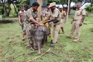 Etv Bharat குட்டி யானை மீட்பு