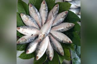 Hilsa