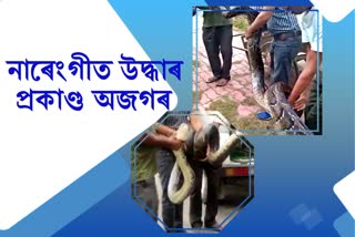 Massive Python snake rescued at Narengi Oil India Camps