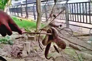 Danger from snakes in patna Ganga Ghat