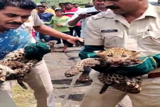 Amravati Leopard