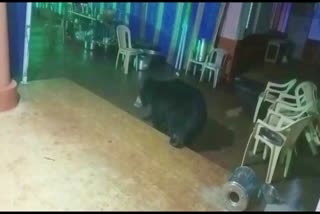 Bear attends wedding ceremony