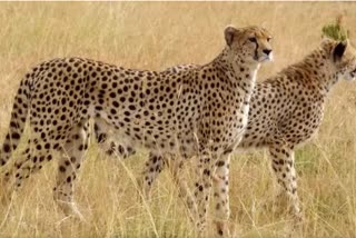 African Cheetah