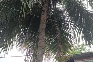 Coconut Tree