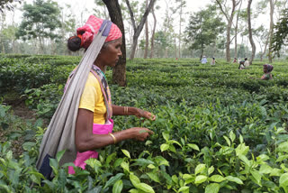 Terai Dooars Tea garden workers to get 20 per cent puja bonus