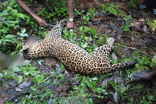 locals kill leopard  locals kill leopard in idukki  mankulam leopard killed by locals  mankulam leopard  idukki district news  ഇടുക്കി ജില്ല വാര്‍ത്തകള്‍  മാങ്കുളം പുലി വാർത്ത  പുലിയെ നാട്ടുകാര്‍ തല്ലിക്കൊന്നു  പുലിയെ പ്രദേശവാസികള്‍ തല്ലിക്കൊന്നു  മാങ്കുളത്ത് പുലിയെ തല്ലിക്കൊന്നു  ജനവാസ മേഖലയിലിറങ്ങിയ പുലിയെ തല്ലിക്കൊന്നു  പുലിയെ തല്ലിക്കൊന്നു