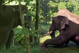 kumki elephants reaches palappilly thrissur  wild elephant attack  കാട്ടാനകളെ കാടുകയറ്റാന്‍ കുങ്കിയാനകളെ എത്തിച്ചു  തൃശൂര്‍ ഇന്നത്തെ വാര്‍ത്ത  വെറ്ററിനറി സര്‍ജന്‍  Veterinary Surgeon  കുങ്കിയാനകളെ പാലപ്പിള്ളിയിലെത്തിച്ചത്  kumki elephants from wayanad  തൃശൂര്‍  thrissur