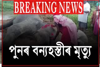 Elephant died in Numaligarh