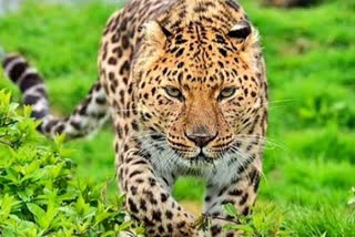 srinagar leopard