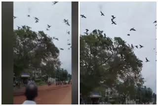 Tree cut in Kerala