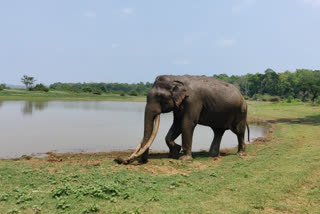 Patnil Forest Department Elephant Camp