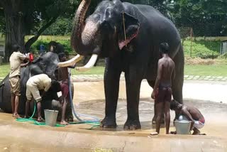 KN_MYS_02_03_09_2022_ELEPHANT BATHING NEWS_7208092