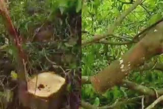 Sandalwood theft  ചന്ദനമരങ്ങൾ മോഷണം പോയി  കോഴിക്കോട് ഗുരുവായൂരപ്പൻ കോളജ്  കസബ പൊലീസ്  ചന്ദനമരങ്ങൾ മുറിച്ചുകടത്തി  Sandalwood trees stolen  kozhikode Guruvayurappan College  Sandalwood trees stolen Guruvayurappan College