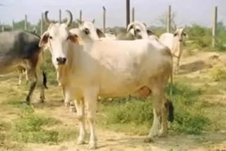 Cow Deaths on Shivpuri Highway