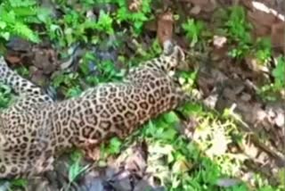 Idukki Man Kills Leopard to save his Life