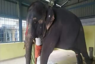 Tamil Nadu refused to return the elephant to Assam